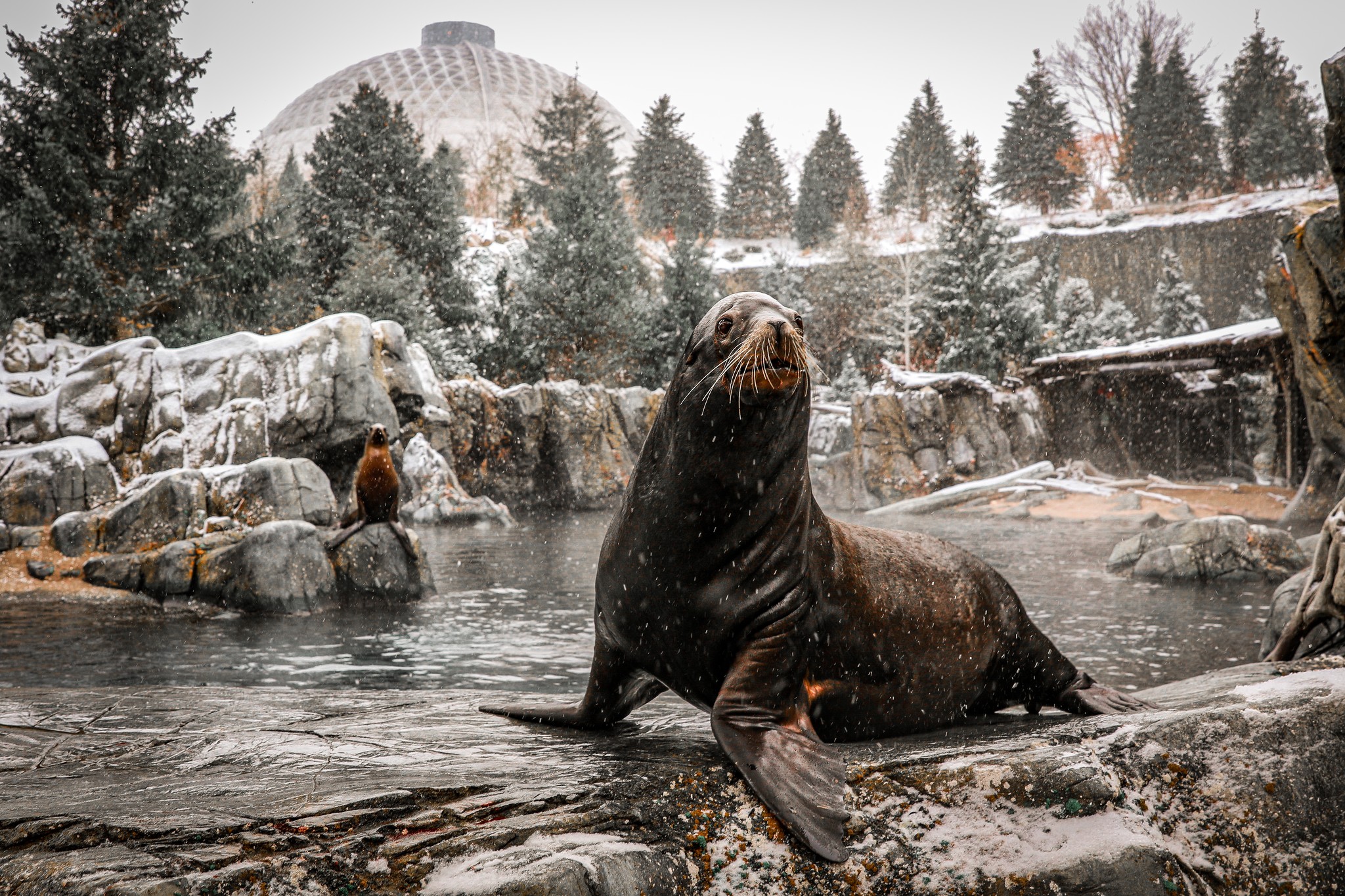 embracing-the-chill-why-a-winter-visit-to-the-omaha-zoo-is-a-must-do